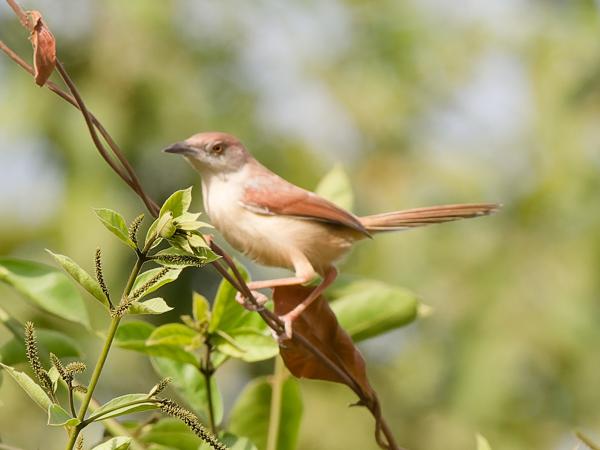 <h3><a href="/trips/gambia/biota/animalia/chordata/aves/040 passeriformes/088 cisticolidae/heliolais erythropterus/heliolais erythropterus-nl.html">Heliolais&nbsp;erythropterus</a> / Red‑winged&nbsp;warbler / Roodvleugelprinia</h3>OM-1 Mark II met OLYMPUS M.150-400mm F4.5, 1/2000 sec  bij F7.1, ISO 1600, afstand 15.7&nbsp;m